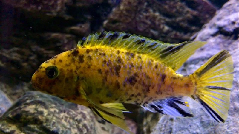 Tropheops sp. 'orange chest' Otter Island